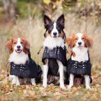 Manteau imperméable doublé pour chien Back on Track Noir Manteau imperméable doublé pour chien Back on Track Noir