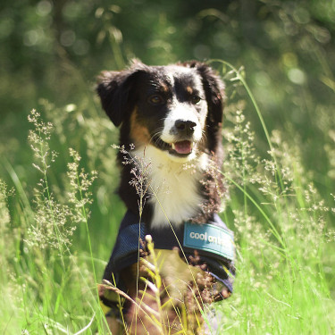 Manteau Rafraîchissant pour chien Back on Track Manteau Rafraîchissant pour chien Back on Track