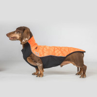 Pull chien Eddie Back on... Pull chien Eddie Back on...
