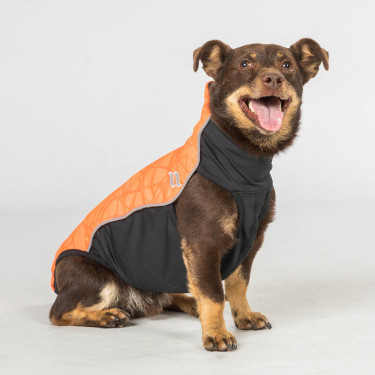 Pull chien Eddie Back on Track sans cintre Pull chien Eddie Back on Track sans cintre