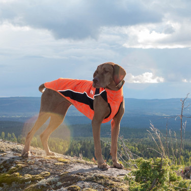 Pull chien Eddie Grande visibilit Back on Track sans cintre Pull chien Eddie Grande visibilit Back on Track sans cintre