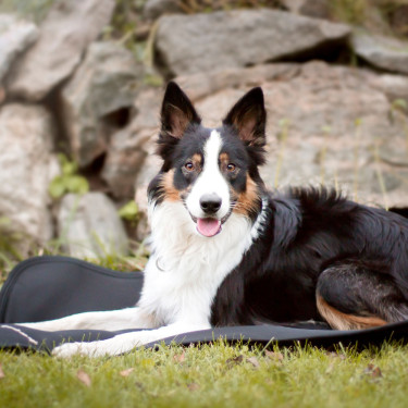 Tapis pour cage pour chien Back on Track Tapis pour cage pour chien Back on Track