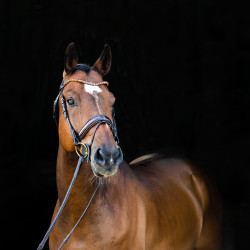 Bridon anatomique Clermont Horze Marron foncé