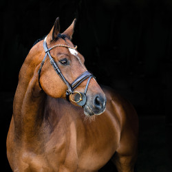 Bridon anatomique Clermont Horze Marron foncé