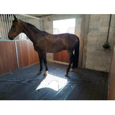 Tapis major - Sol de box Tapis major - Sol de box