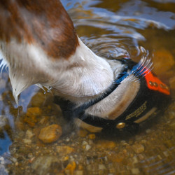 Scoot Boots Enduro Scoot Boots Enduro