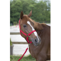 Ensemble licol et longe Club Ensemble licol et longe Club