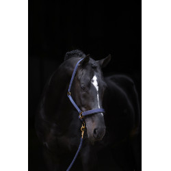 Licol TopLine Covalliero Bleu marine Licol TopLine Covalliero Bleu marine