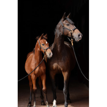 Licol TopLine Covalliero Noir