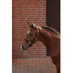 Licol poulain TopLine Covalliero Noir