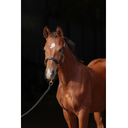 Licol poulain TopLine Covalliero Noir