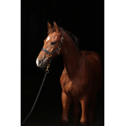 Licol poulain TopLine Covalliero Noir