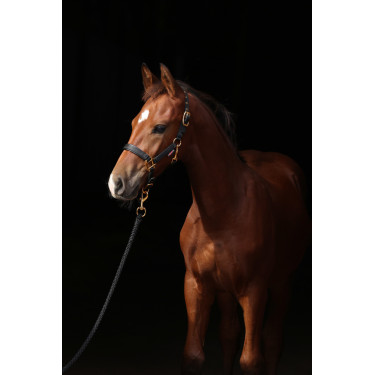 Licol poulain TopLine Covalliero Licol poulain TopLine Covalliero