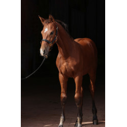 Licol poulain TopLine Covalliero Noir