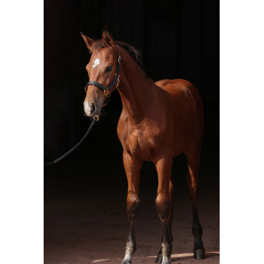 Licol poulain TopLine Covalliero Licol poulain TopLine Covalliero