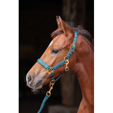 Licol poulain TopLine Covalliero Licol poulain TopLine Covalliero