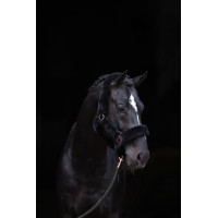 Licol SuperSoft Covalliero Noir Licol SuperSoft Covalliero Noir