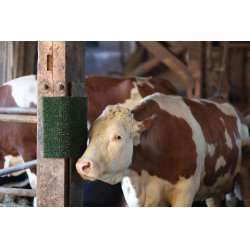 Plaque de grattage et de nettoyage KratzPad Kerbl Vert Plaque de grattage et de nettoyage KratzPad Kerbl Vert