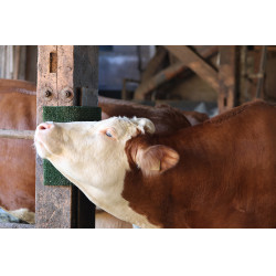 Plaque de grattage et de nettoyage KratzPad Kerbl Vert Plaque de grattage et de nettoyage KratzPad Kerbl Vert