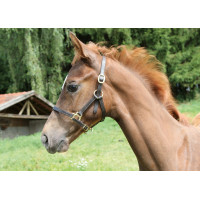 Licol poulain Eco Covalliero Marron