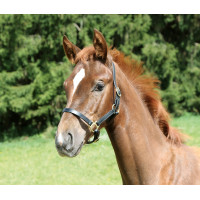 Licol poulain Eco Covalliero Noir Licol poulain Eco Covalliero Noir